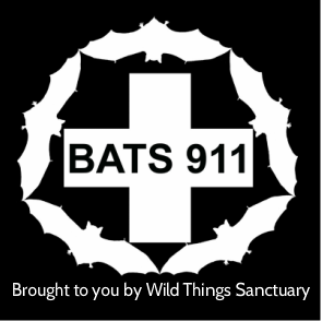 Bats911