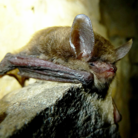 Northern long-eared bat at Mammoth Cave with white-nose syndrome. Jan. 4, 2013 USFWSPicture