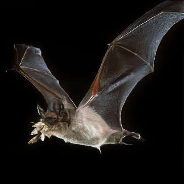 A Brazilian free-tailed bat eating a corn earworm moth in flight in Texas. Photo by Merlin Tuttle.