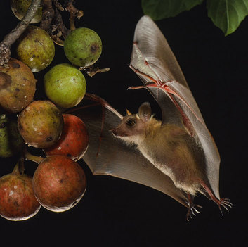 Peter's dwarf epauletted fruit bat approachs ripe figs in the Ivory Coast. Small fruit bats provide invaluable reforestation, accounting for 95% of initial seed dispersal into clearings. Worldwide, bats are primary dispersers of wild figs. Photo by Merlin Tuttle.
